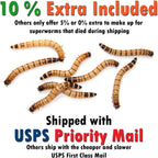 Side perspective of segmented live superworm feeder insects