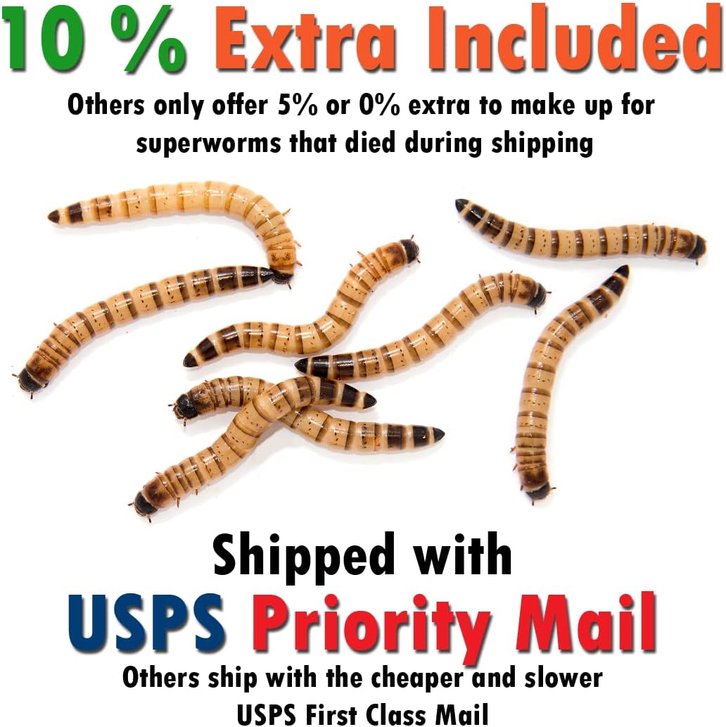 Side perspective of segmented live superworm feeder insects