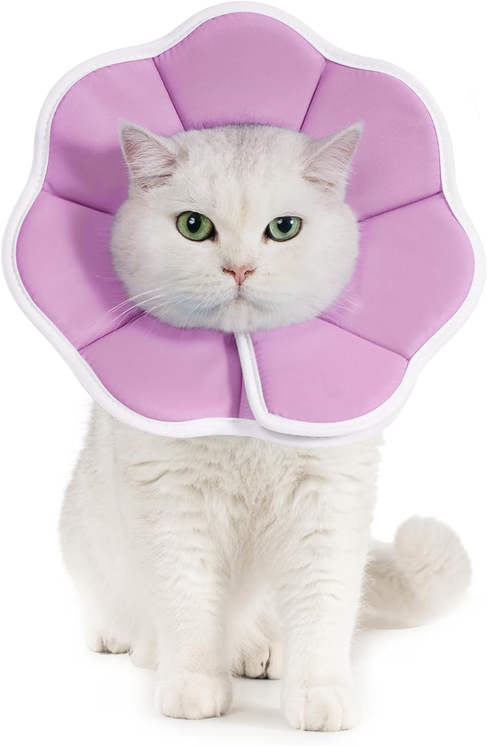 Avont soft e-collar post surgery kitten care essential