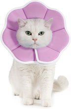 Avont soft e-collar post surgery kitten care essential