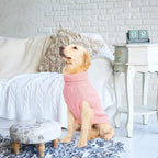Cozy winter apparel for large breed dogs on outdoor walks