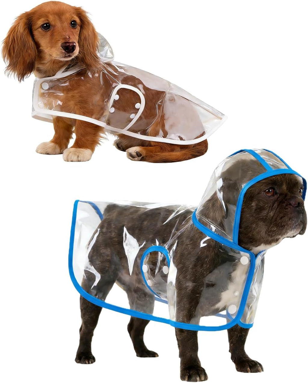 StarSnowe clear dog poncho front view featuring transparent PVC material and blue trim on a small dog breed