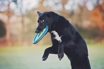 Dog playing with Chuckit Zipflight in park