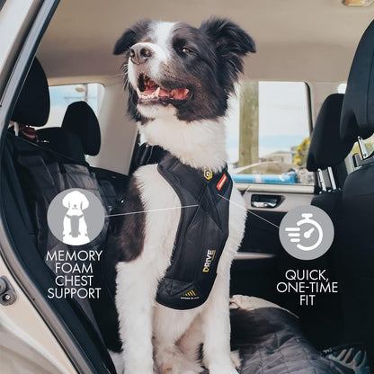 Side view of EzyDog Drive harness on a dog