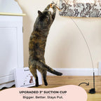 Whiskertons cat teaser wand attached to a window via the blue suction cup base.