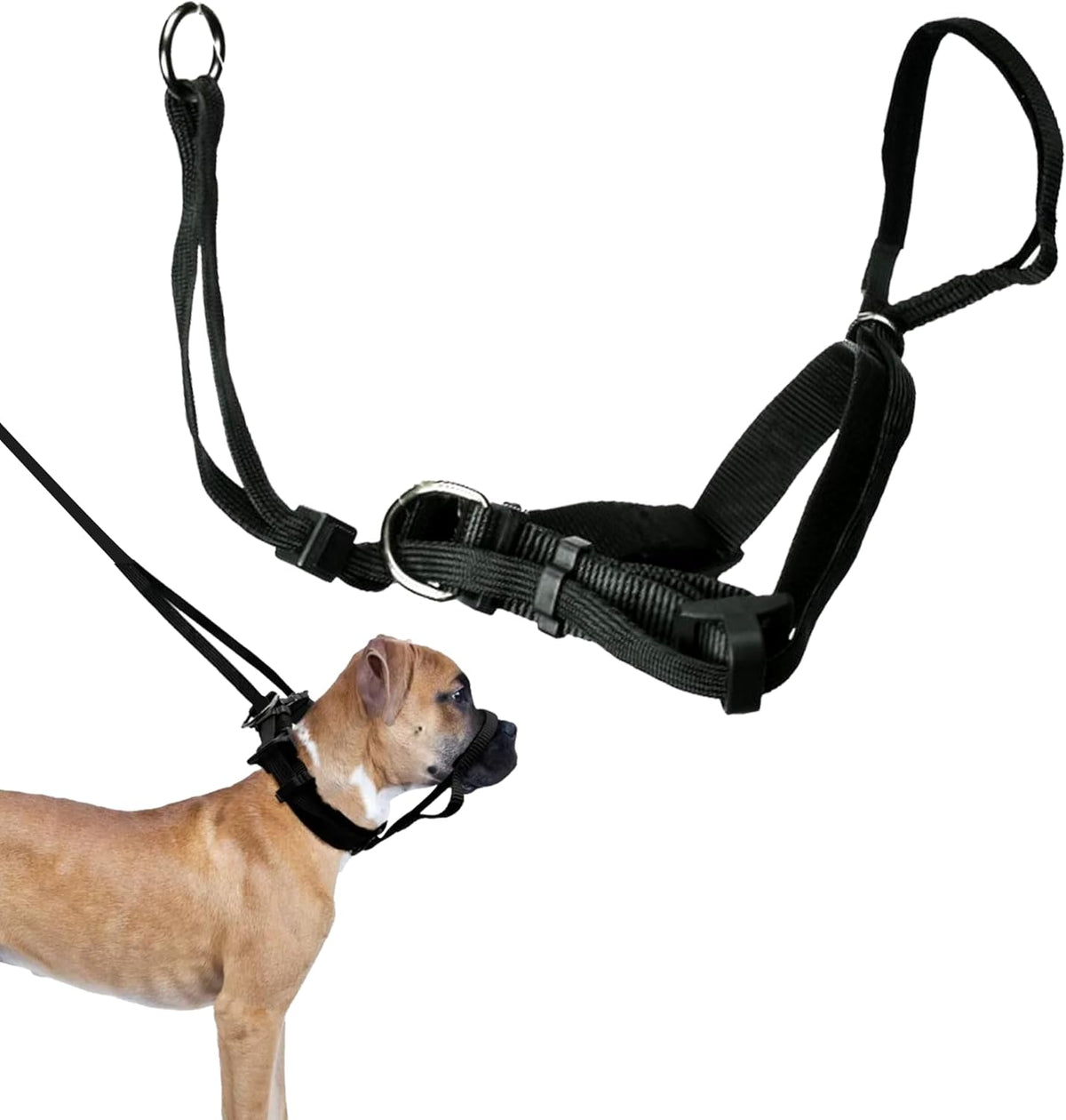 Sporn Head Halter large black front view on dog