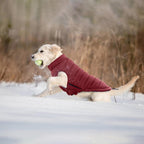 Lelepet padded pet vest showing the elastic band design for a secure fit