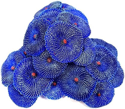 OrgMemory fish cave hideout decoration set with realistic starfish replica piece