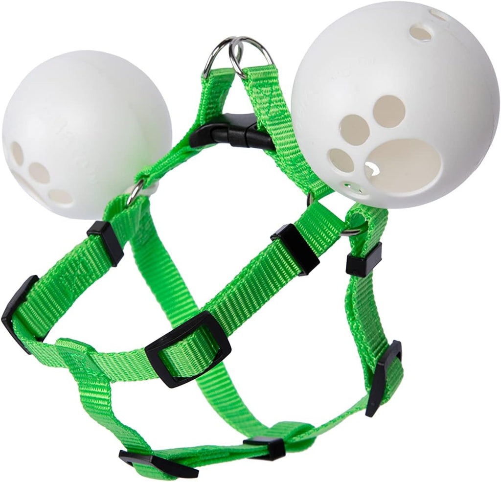 Yorkshire Terrier wearing FenceMate escape-proof harness