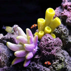Miniature model sea creature coral decoration for aquascaping.