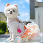 Maruomiki cat butterfly tutu dress modeled on a small Chihuahua puppy