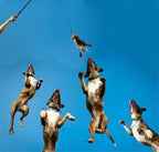 ASOCEA extendable obedience training rod with replacement chew tails for small medium and large dogs