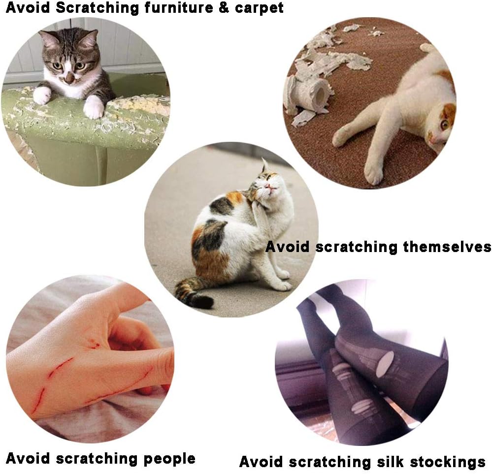 Step by step application kit showing precision glue applicators and instructions for cats