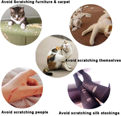Step by step application kit showing precision glue applicators and instructions for cats