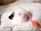 Packaging overview of the imported Yiqianhome small animal nursing and medication administration kit.