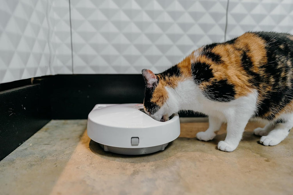Cat Mate five meal automatic feeder with lid open displaying food compartments