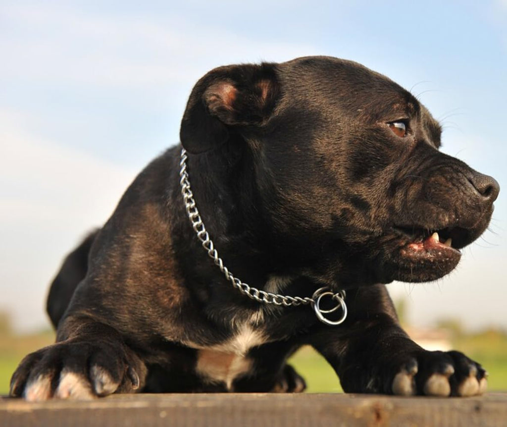 Chrome plated dog training chain collar seamless smooth links close up