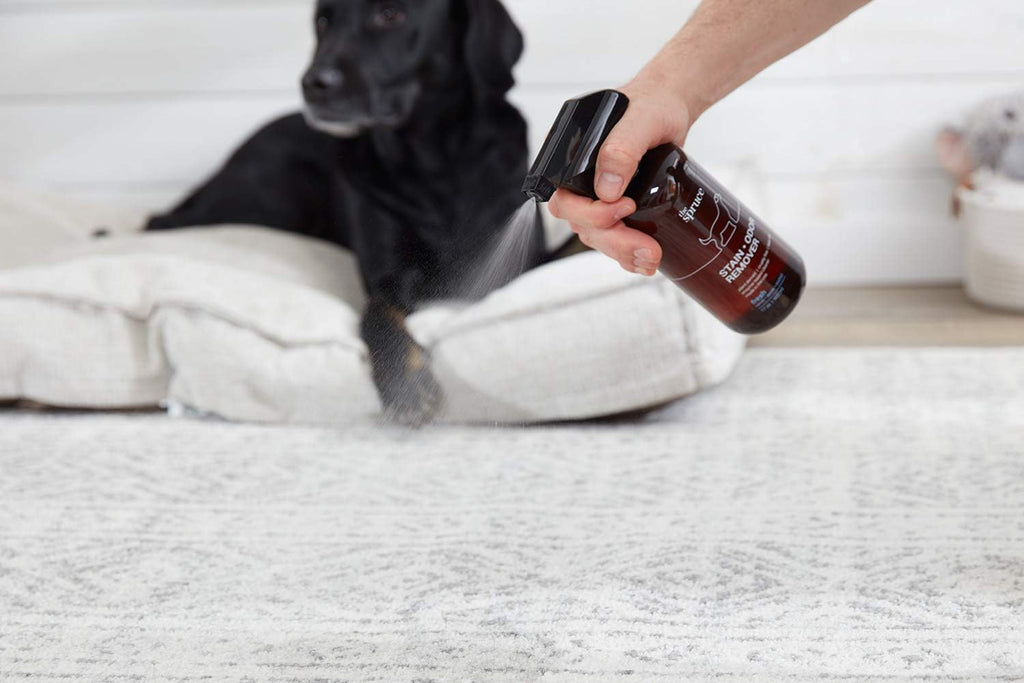 The Spruce Pet Stain And Odor Remover lifestyle use on living room carpet.
