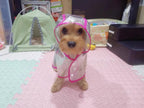 Small dog wearing transparent hooded raincoat outdoors in wet weather