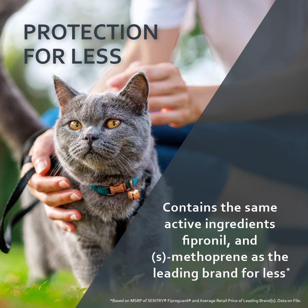 Applying Fiproguard topical liquid between a cat shoulder blades