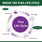 Six-month supply Catego flea control packaging for cats