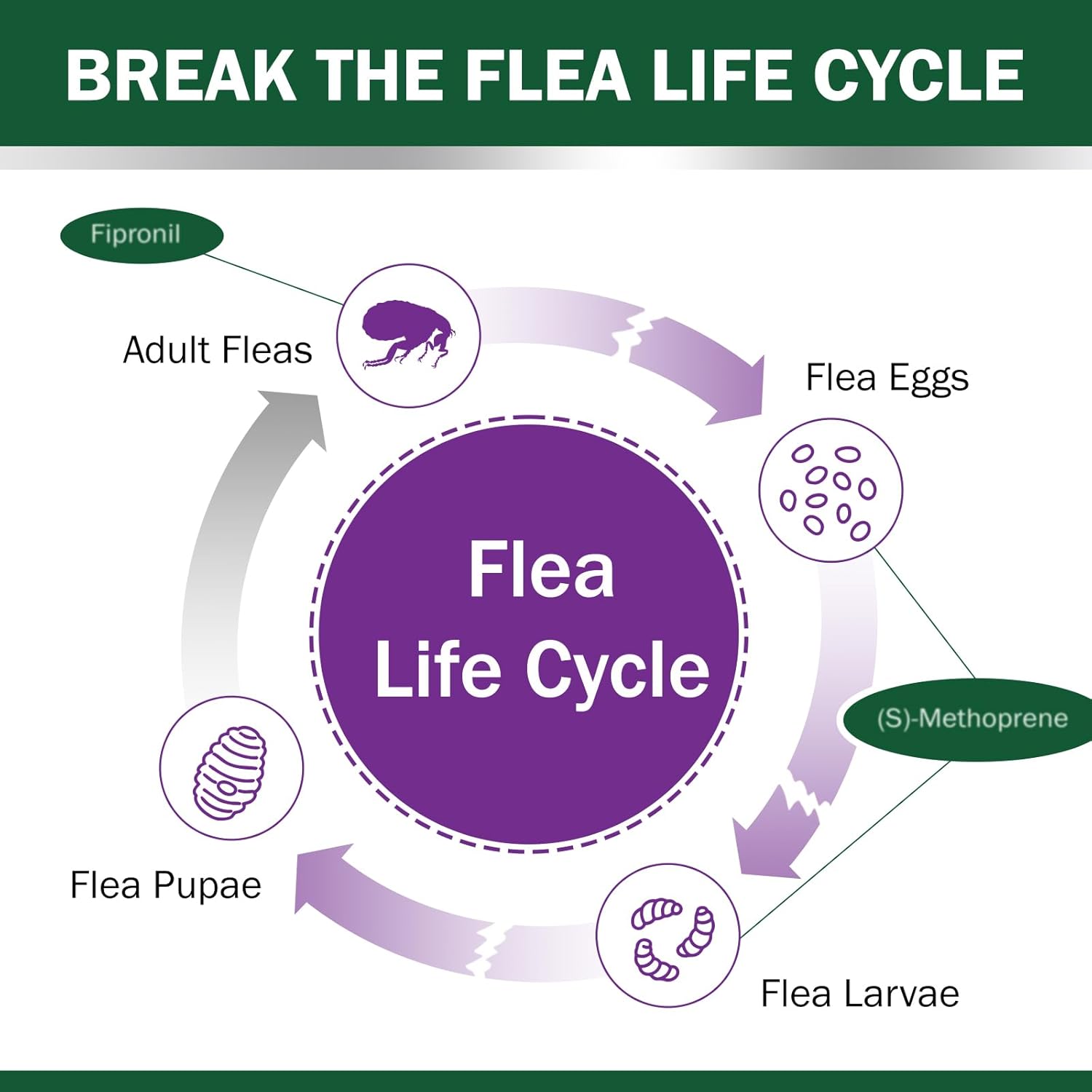 Six-month supply Catego flea control packaging for cats