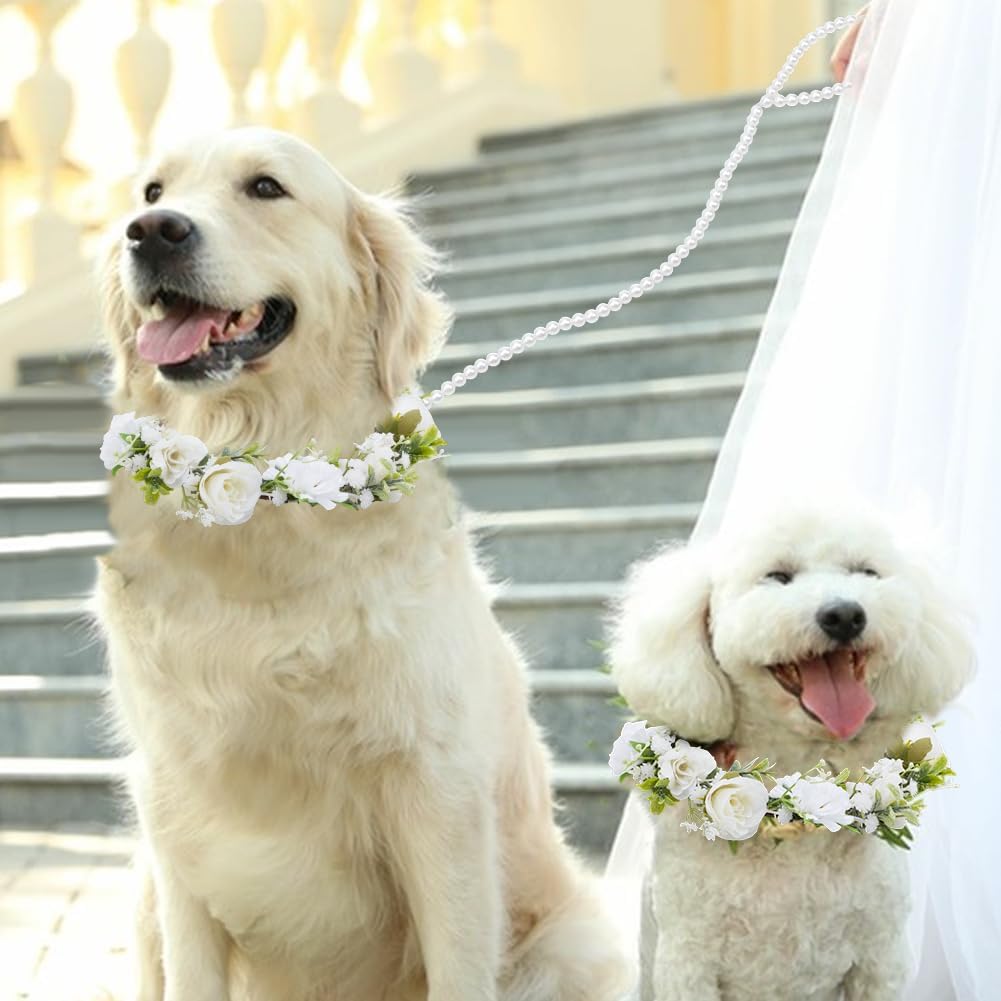 Medium size corgi dog wearing the elegant white rose wedding flower collar