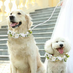 Medium size corgi dog wearing the elegant white rose wedding flower collar