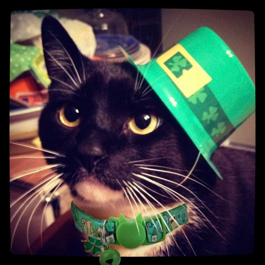 Small kitten wearing the BoomBone St. Patrick's Day green pattern collar with shamrock charm