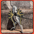 Reptile safety harness for outdoor walking