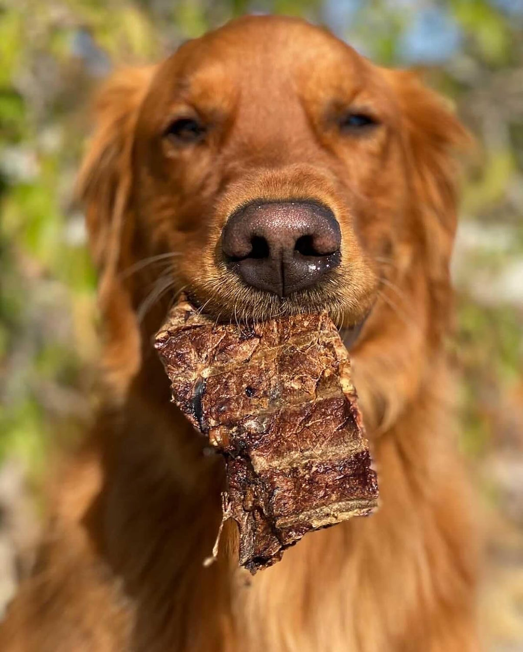 Comparison of single-ingredient natural beef lung pieces