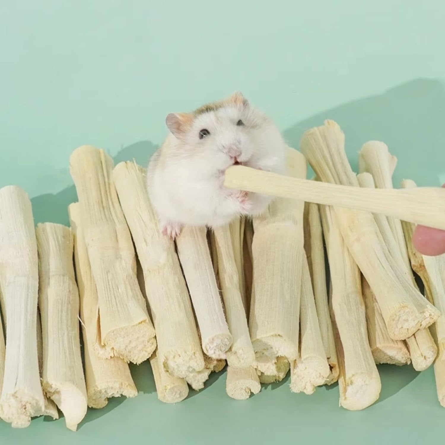 Premium quality sweet bamboo sticks for active small pet lifestyle enrichment.