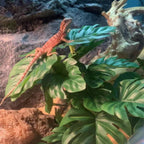 Keruideng artificial plant foliage detail