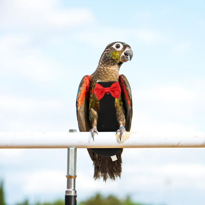 POPETPOP Flying Bird Harness Clothes - Reusable Nappies, Parrot Flight Suit, Washable Diaper, Cotton Pet Xuan Feng - Image 9
