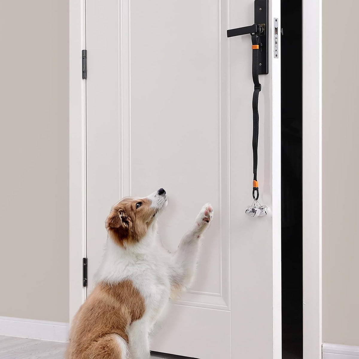 Puppy interacting with the SVD.PET potty training bell