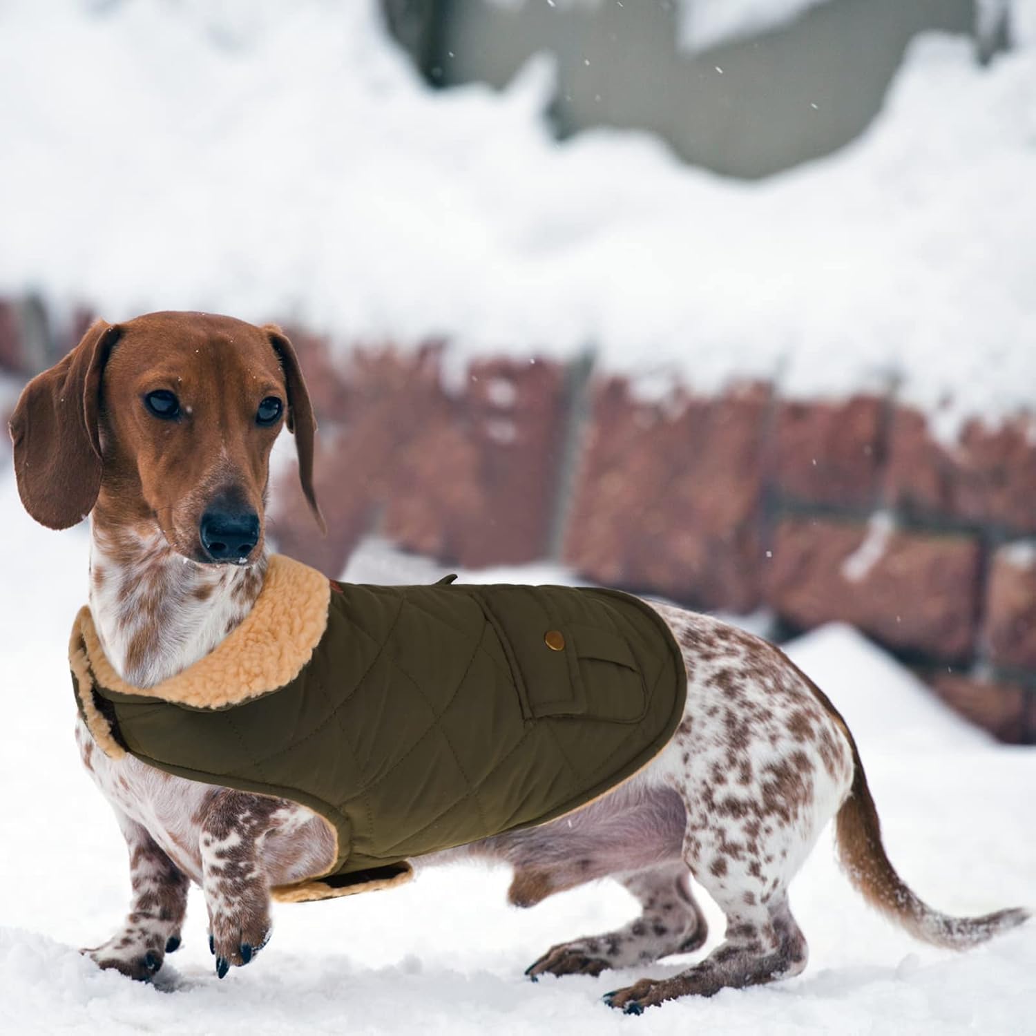 Queenmore winter dog jacket with plush lining detail