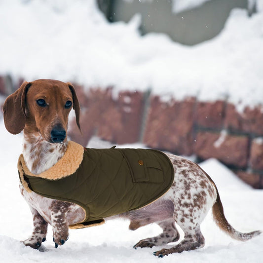 Queenmore winter dog jacket with plush lining detail