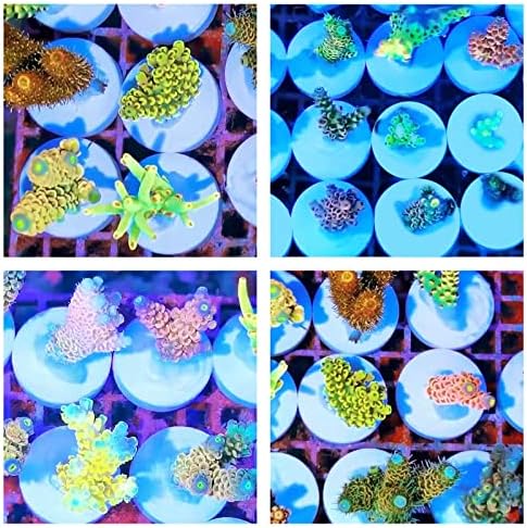 Saricho ceramic coral propagation bases for professional marine aquarists.