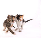 Hartz eleven ounce kitten milk container with packaging details