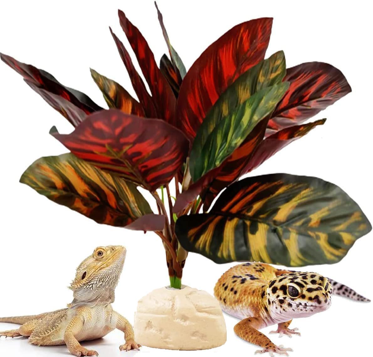 FLmoving Calathea makoyana reptile terrarium plant front view
