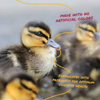 Ducklings eating Manna Pro starter feed from a bowl