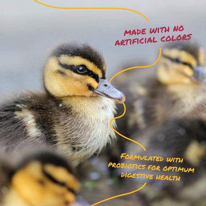 Healthy ducklings eating Manna Pro starter feed