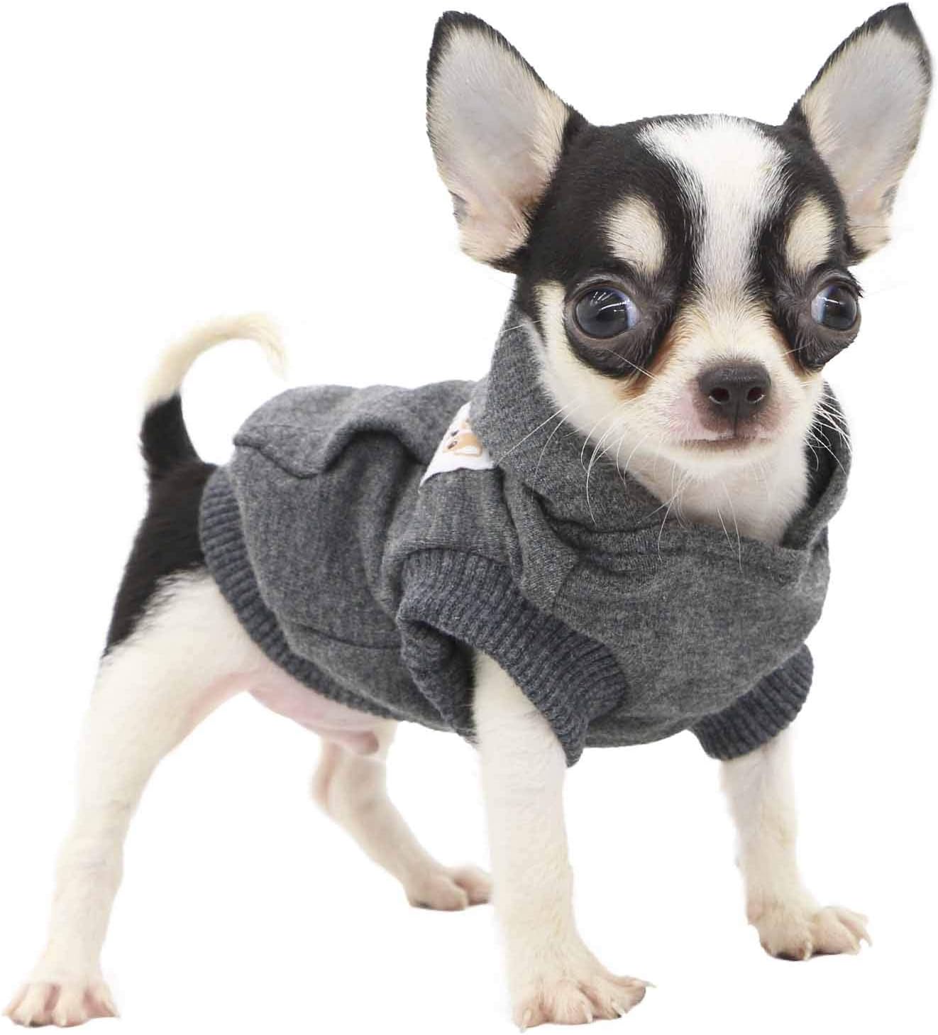Puppy dressed in comfortable Cambridge Blue cotton hoodie