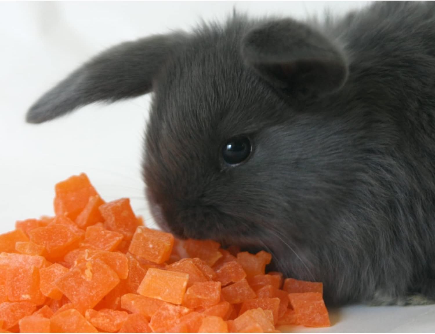 Close up view of natural dried papaya chunks for pets