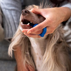 Paw Ready small size toothbrushing aid for cats and dogs