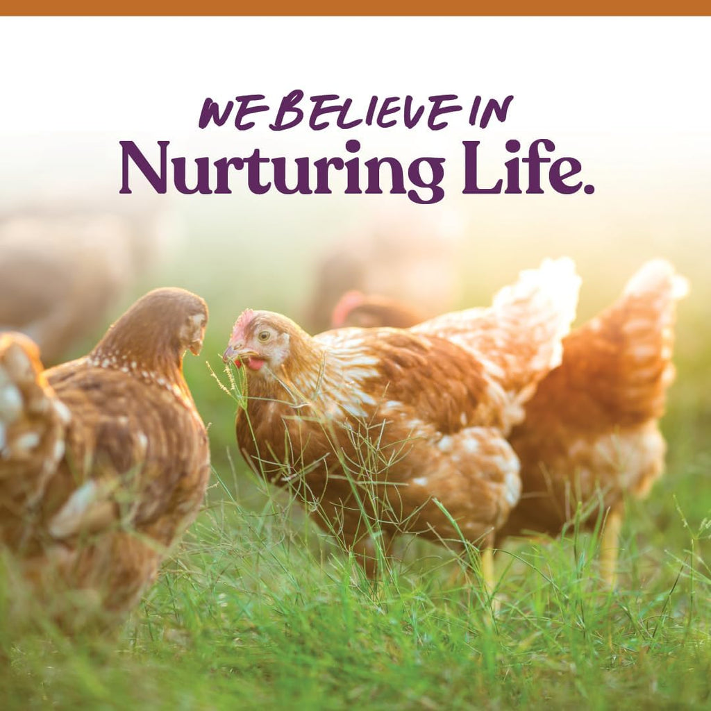 Healthy backyard hens eating Manna Pro 7-Grain Ultimate Scratch