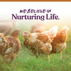Healthy backyard hens eating Manna Pro 7-Grain Ultimate Scratch