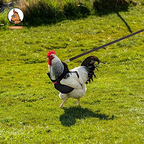 Adhafera chicken harness with matching leash set