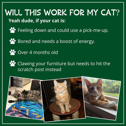 Premium organic catnip blend by Cat Kush for indoor cats