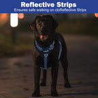 Reflective trim on dog harness during night walk